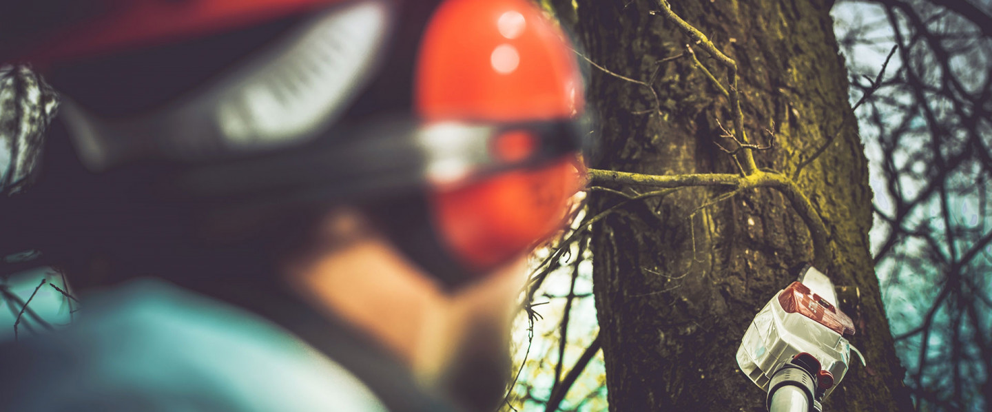 Professional Tree Work