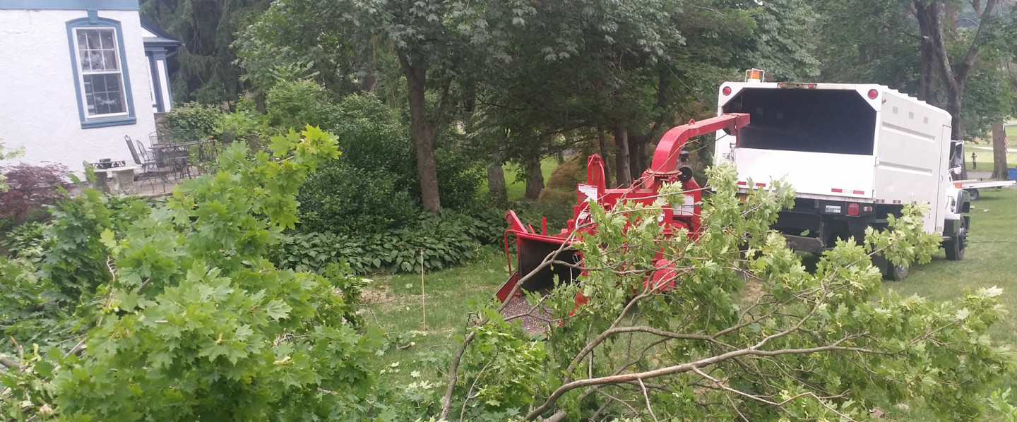 Tree Care